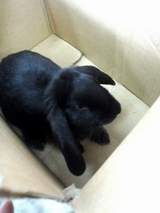 うさぎ